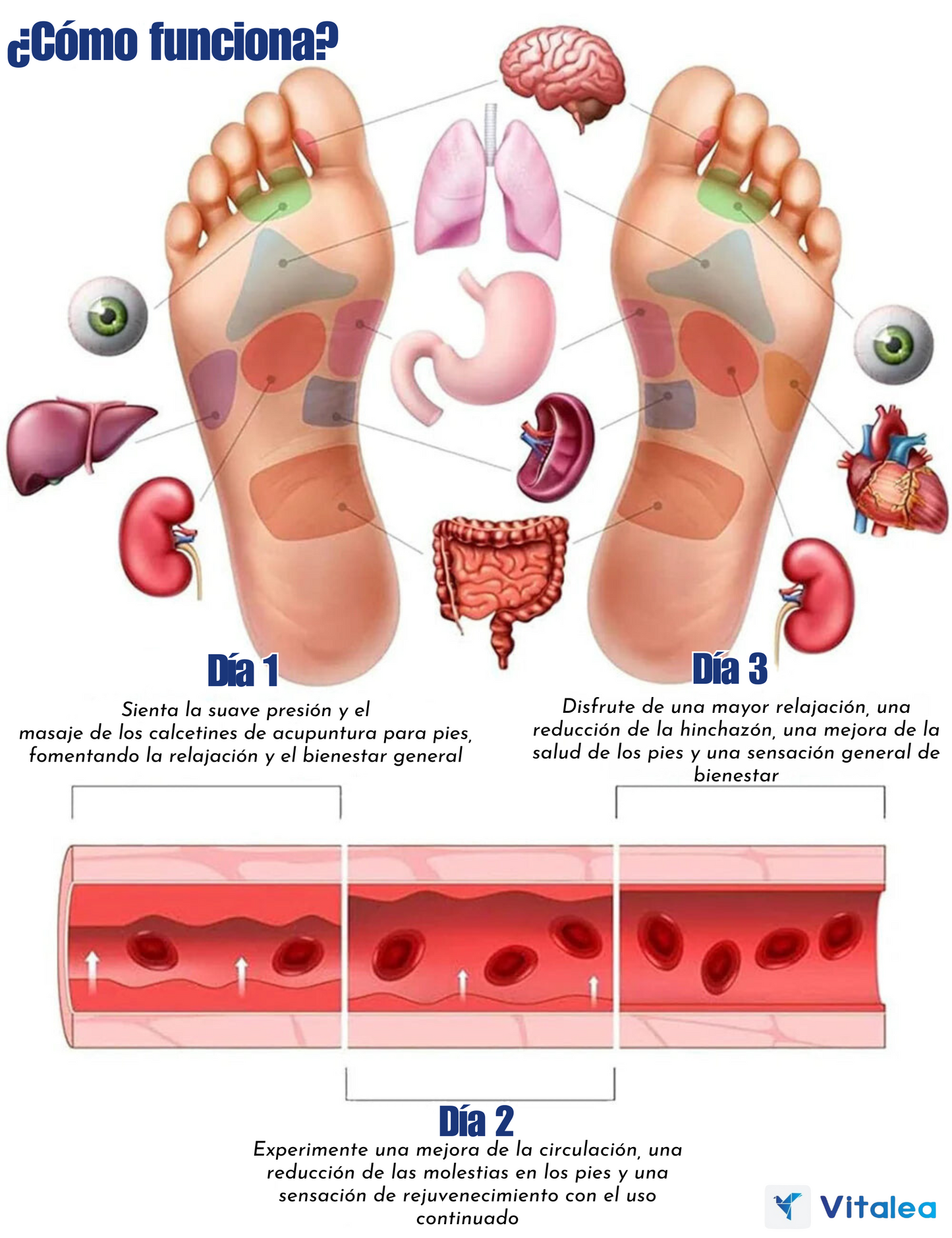 🧦Calcetines con tabla de reflexología y acupresión Fivfivgo™ con herramientas de color ámbar